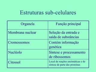 Estruturas sub-celulares Organela Função principal Membrana nuclear Seleção da entrada e saída de substâncias Cromossomos Contém informação genética Nucléolo Síntese e processamento de ribossomos Citossol Local de reações enzimáticas e de síntese de parte das proteínas 