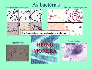 As bactérias Bacilos Gram-Positivos Bacilos Gram-negativos Pneumococos Espiroquetas As bactérias tem estrutura celular REINO MONERA 
