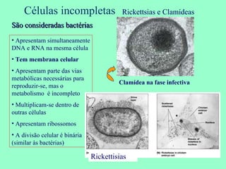 Células incompletas Rickettsias e Clamídeas Apresentam simultaneamente DNA e RNA na mesma célula Tem membrana celular Apresentam parte das vias metabólicas necessárias para reproduzir-se, mas o metabolismo  é incompleto Multiplicam-se dentro de outras células Apresentam ribossomos A divisão celular é binária (similar às bactérias) Clamídea na fase infectiva Rickettisias São consideradas bactérias 