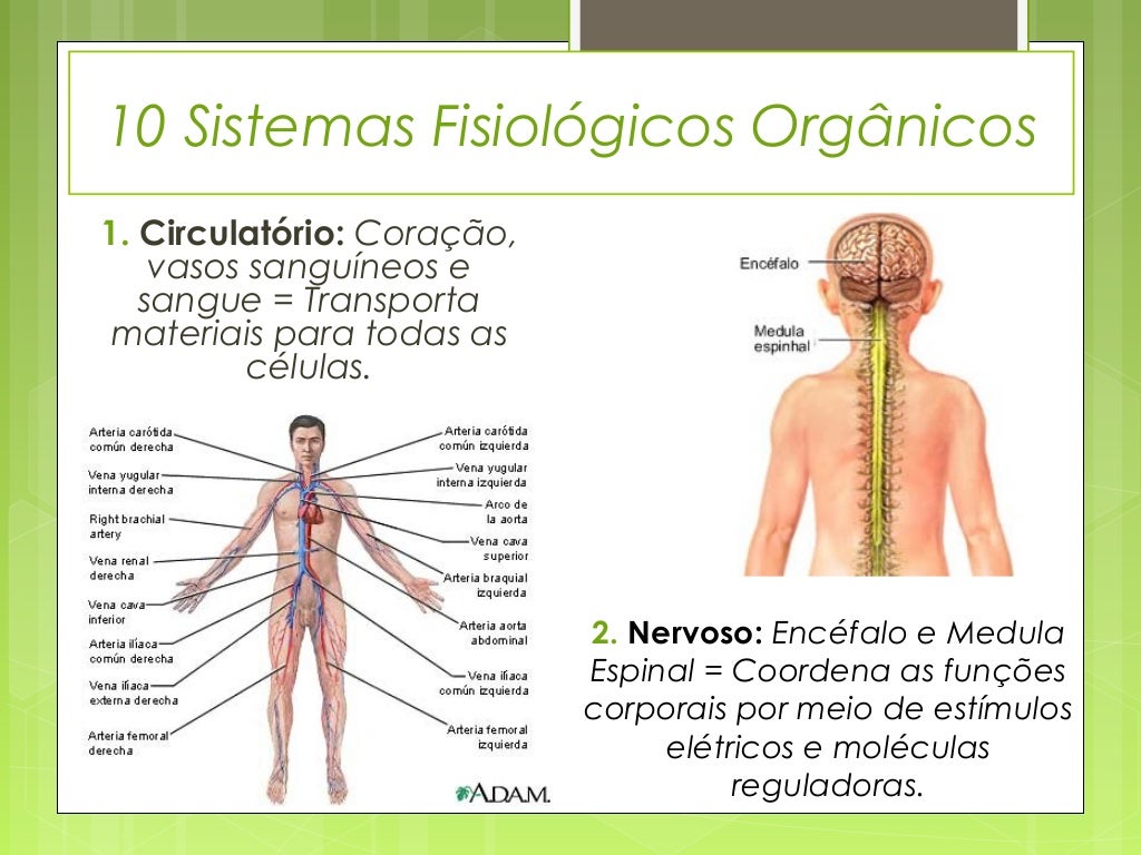 Fisiologia Estuda O Que - FDPLEARN