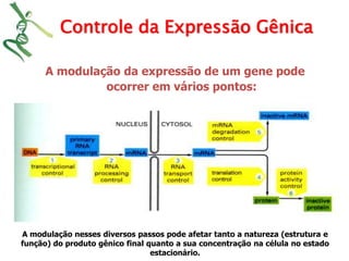 Controle da Expressão Gênica 
A modulação da expressão de um gene pode 
ocorrer em vários pontos: 
A modulação nesses diversos passos pode afetar tanto a natureza (estrutura e 
função) do produto gênico final quanto a sua concentração na célula no estado 
estacionário. 
 