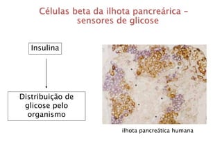 Células beta da ilhota pancreárica – 
sensores de glicose 
Insulina 
Distribuição de 
glicose pelo 
organismo 
ilhota pancreática humana 
 