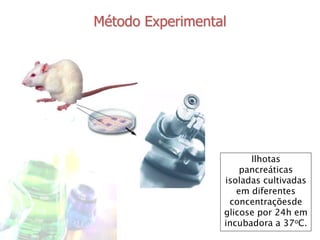Método Experimental 
Ilhotas 
pancreáticas 
isoladas cultivadas 
em diferentes 
concentraçõesde 
glicose por 24h em 
incubadora a 37oC. 
 