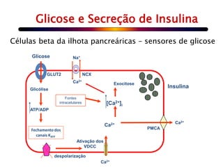 Glicose e Secreção de Insulina 
Células beta da ilhota pancreáricas – sensores de glicose 
Glicose 
GLUT2 NCX 
Glicólise 
ATP/ADP 
Fechamento dos 
canais KATP 
Na+ 
Ativação dos 
VDCC 
despolarização 
[Ca2+]i 
Ca2+ 
Exocitose 
Ca2+ 
PMCA 
Ca2+ 
Fontes 
intracelulares 
Insulina 
Ca2+ 
 
