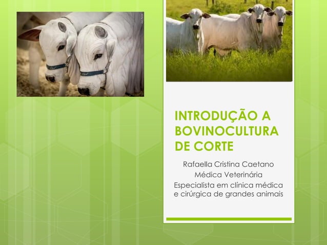 aula-1-introdu-o-a-bovinocultura-de-corte-pdf