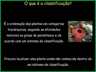 O que é a classificação?
É a ordenação das plantas em categorias
hierárquicas, segundo as afinidades
naturais ou graus de parentesco e de
acordo com um sistema de classificação.
Procura localizar uma planta ainda não conhecida dentro de
um sistema de classificação.
 