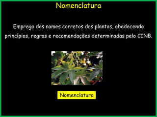Nomenclatura
Emprego dos nomes corretos das plantas, obedecendo
princípios, regras e recomendações determinadas pelo CINB.
Nomenclatura
 