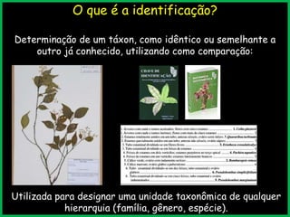 O que é a identificação?
Determinação de um táxon, como idêntico ou semelhante a
outro já conhecido, utilizando como comparação:
Utilizada para designar uma unidade taxonômica de qualquer
hierarquia (família, gênero, espécie).
 