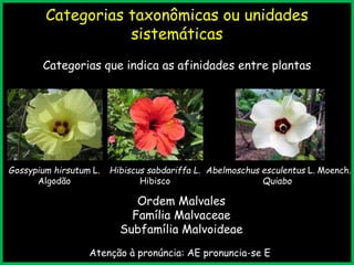 Categorias taxonômicas ou unidades
sistemáticas
Categorias que indica as afinidades entre plantas
Ordem Malvales
Família Malvaceae
Subfamília Malvoideae
Atenção à pronúncia: AE pronuncia-se E
Gossypium hirsutum L.
Algodão
Hibiscus sabdariffa L.
Hibisco
Abelmoschus esculentus L. Moench.
Quiabo
 