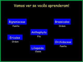 Vamos ver se vocês aprenderam!
BrassicalesBignoniaceae
Anthophyta
Orchidaceae
Ericales
Liliopsida
Família
Família
Ordem
Ordem
Filo
Classe
 