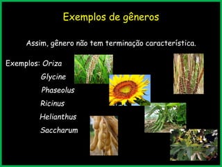 Exemplos de gêneros
Assim, gênero não tem terminação característica.
Exemplos: Oriza
Glycine
Phaseolus
Ricinus
Helianthus
Saccharum
 