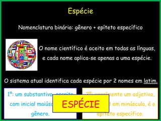 Espécie
Nomenclatura binária: gênero + epíteto específico
O nome científico é aceito em todas as línguas,
e cada nome aplica-se apenas a uma espécie.
O sistema atual identifica cada espécie por 2 nomes em latim.
1º: um substantivo, escrito
com inicial maiúscula, é o
gênero.
2º: geralmente um adjetivo,
com inicial em minúscula, é o
epíteto específico.
ESPÉCIE
 