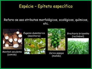 Espécie – Epíteto específico
Refere-se aos atributos morfológicos, ecológicos, químicos,
etc.
Manihot esculenta
(comida)
Carica papaya
(mamão)
Brachiaria brizantha
(reclinável)
Eugenia dysenterica
(desinteria)
 