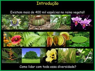 Introdução
Existem mais de 400 mil espécies no reino vegetal!
Como lidar com toda essa diversidade?
 