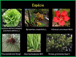 Espécie
Lactuca sativa Linnaeus
(Lactuca sativa L.)
Byrsonima crassifolia L. Hibiscus coccineus Walt.
Pinus ponderosa Dougl. Aloe barbadensis Mill. Persea gratissima Gaert.
 