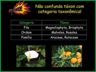 Não confunda táxon com
categoria taxonômica!
Categoria
Filo
Ordem
Família
Táxon
Magnoliophyta, Briophyta
Malvales, Rosales
Araceae, Rutaceae
 