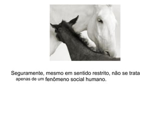 Seguramente, mesmo em sentido restrito, não se trata
apenas de um fenômeno social humano.
 