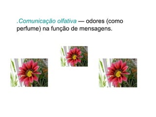 .Comunicação olfativa — odores (como
perfume) na função de mensagens.
 