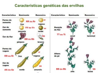 Características genéticas das ervilhas
RR ou Rr
RR ou Rr
VV ou Vv
AA ou Aa
BB ou Bb
TT ou Tt
BB ou Bb
rr
bb
bb
rr
aa
vv
tt
 