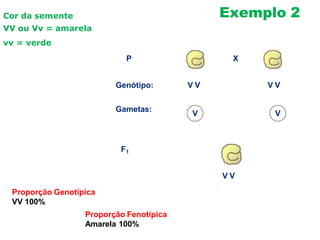 P
Gametas:
V V
Genótipo: V V V V
F1
V V
X
Exemplo 2
Cor da semente
VV ou Vv = amarela
vv = verde
Proporção Genotípica
VV 100%
Proporção Fenotípica
Amarela 100%
 