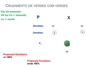 X
P
F1
vv
vv vv
Genótipo:
Gametas: v v
CRUZAMENTO DE VERDES COM VERDES
Cor da semente
VV ou Vv = amarela
vv = verde
Proporção Genotípica
vv 100%
Proporção Fenotípica
verde 100%
 