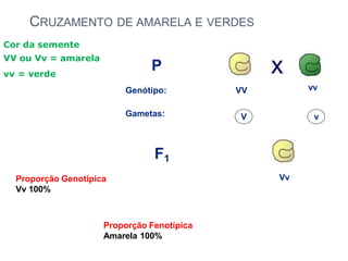 CRUZAMENTO DE AMARELA E VERDES
P
Genótipo:
F1
VV vv
Gametas: V v
Vv
Cor da semente
VV ou Vv = amarela
vv = verde
Proporção Genotípica
Vv 100%
Proporção Fenotípica
Amarela 100%
 