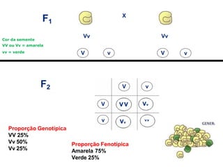 F2
v
v
V V
Vv Vv
F1
X
V v
V
v
Proporção Genotípica
VV 25%
Vv 50%
Vv 25%
Proporção Fenotípica
Amarela 75%
Verde 25%
Cor da semente
VV ou Vv = amarela
vv = verde
 