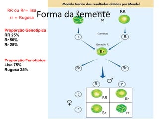 Forma da semente
RR ou Rr= lisa
rr = Rugosa
rr RR
r R
Rr
Rr
Rr
R r
R
r
RR Rr
Rr rr
Proporção Genotípica
RR 25%
Rr 50%
Rr 25%
Proporção Fenotípica
Lisa 75%
Rugosa 25%
 