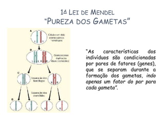 1A LEI DE MENDEL
“PUREZA DOS GAMETAS”
“As características dos
indivíduos são condicionadas
por pares de fatores (genes),
que se separam durante a
formação dos gametas, indo
apenas um fator do par para
cada gameta”.
 