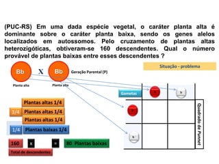 1/4
BV
BV
Biologia, 3° ano
Os princípios das Leis da Genética ou Mendelianas
(PUC-RS) Em uma dada espécie vegetal, o caráter planta alta é
dominante sobre o caráter planta baixa, sendo os genes alelos
localizados em autossomos. Pelo cruzamento de plantas altas
heterozigóticas, obtiveram-se 160 descendentes. Qual o número
provável de plantas baixas entre esses descendentes ?
X Bb
Bb Geração Parental (P)
Planta alta Planta alta
3/4
1/4
Plantas altas 1/4
Plantas baixas 1/4
160 x = 80 Plantas baixas
bB
b
bB
CB
B B
bB
b
Quadrado
de
Punnet
B
Gametas b
bB
B
Total de descendentes
Plantas altas 1/4
Plantas altas 1/4
Situação - problema
 