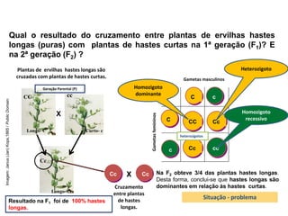 Biologia, 3° ano
Os princípios das Leis da Genética ou Mendelianas
Longo- C
Cc
Curto- c
cc
Longo- C
CC
Cc Cc
C
c
C c
CC Cc
Cc cc
Na F2 obteve 3/4 das plantas hastes longas.
Desta forma, conclui-se que hastes longas são
dominantes em relação às hastes curtas.
Qual o resultado do cruzamento entre plantas de ervilhas hastes
longas (puras) com plantas de hastes curtas na 1ª geração (F1)? E
na 2ª geração (F2) ?
Plantas de ervilhas hastes longas são
cruzadas com plantas de hastes curtas.
X
Resultado na F1 foi de 100% hastes
longas.
Cruzamento
entre plantas
de hastes
longas.
X
Gametas masculinos
Gametas
femininos
Geração Parental (P)
heterozigotos
Homozigoto
dominante
Heterozigoto
Homozigoto
recessivo
Situação - problema
Imagem:
Janus
(Jan)
Kops,1865
/
Public
Domain.
 