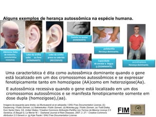 Biologia, 3° ano
Os princípios das Leis da Genética ou Mendelianas
Alguns exemplos de herança autossômica na espécie humana.
Albinismo (falta
de melanina ,
característica
recessiva).
Lobo da orelha
solto ou livre
(DOMINANTE) Capacidade
de enrolar a língua
U (DOMINANTE)
Lobo da orelha
preso ou aderido
(RECESSIVO)
Covinha no queixo
(DOMINANTE)
polidactilia
Herança dominante.
FIM
Uma característica é dita como autossômica dominante quando o gene
está localizado em um dos cromossomos autossômicos e se expressar
fenotipicamente tanto em homozigose (AA)como em heterozigose(Aa).
acondroplasia
Herança dominante.
E autossômica recessiva quando o gene está localizado em um dos
cromossomos autossômicos e se manifesta fenotipicamente somente em
dose dupla (homozigose),(aa).
Imagens da esquerda para direita: (a) Muntuwandi at en.wikipedia / GNU Free Documentation License, (b)
Earpiercing / Public Domain, (c) Siekierkotka / Public Domain, (d) Mckinley.jpg / Public Domain, (e) Todd Dailey
from Santa Clara, CA, United States / Creative Commons Atribuição-Partilha nos Termos da Mesma Licença 2.0
Genérica, (f) Baujat G, Le Merrer M. / Orphanet Journal of Rare Diseases. 2007; 2: 27 / Creative Commons
Attribution 2.0 Generic e (g) Kyle Pacek / GNU Free Documentation License.
 