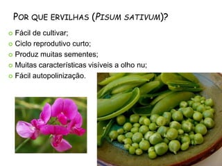 POR QUE ERVILHAS (PISUM SATIVUM)?
 Fácil de cultivar;
 Ciclo reprodutivo curto;
 Produz muitas sementes;
 Muitas características visíveis a olho nu;
 Fácil autopolinização.
 