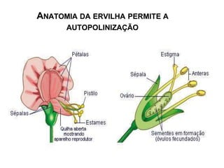 ANATOMIA DA ERVILHA PERMITE A
AUTOPOLINIZAÇÃO
 