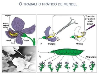 O TRABALHO PRÁTICO DE MENDEL
 