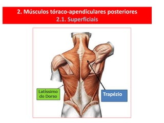 2. Músculos tóraco-apendiculares posteriores
2.1. Superficiais
Trapézio
 