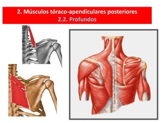 2. Músculos tóraco-apendiculares posteriores
2.2. Profundos
 