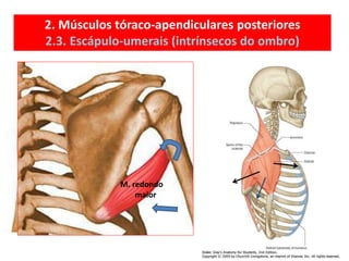 2. Músculos tóraco-apendiculares posteriores
2.3. Escápulo-umerais (intrínsecos do ombro)
M. deltóide
M. redondo
maior
 