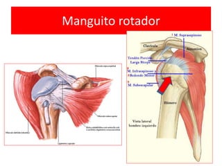 Manguito rotador
 