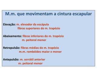 M.m. que movimentam a cintura escapular
Elevação: m. elevador da escápula
fibras superiores do m. trapézio
Abaixamento: fibras inferiores do m. trapézio
m. peitoral menor
Retropulsão: fibras médias do m. trapézio
m.m. rombóides maior e menor
Antepulsão: m. serrátil anterior
m. peitoral menor
 