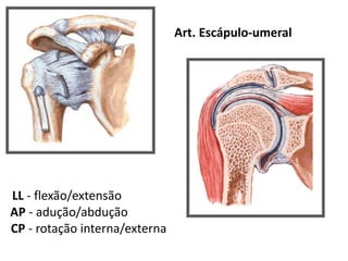Art. Escápulo-umeral
LL - flexão/extensão
AP - adução/abdução
CP - rotação interna/externa
 