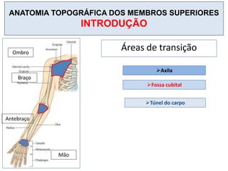 ANATOMIA TOPOGRÁFICA DOS MEMBROS SUPERIORES
INTRODUÇÃO
Áreas de transição
Axila
Fossa cubital
Túnel do carpo
Ombro
Braço
Antebraço
Mão
 