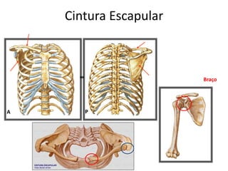 Cintura Escapular
P
A
Braço
 