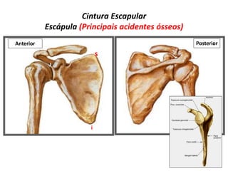 Cintura Escapular
Escápula (Principais acidentes ósseos)
Anterior Posterior
s
l
i
 