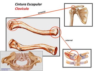 Cintura Escapular
Clavícula
esternal
LT
TC LCC
 