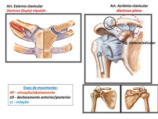 Eixos de movimento:
AP - elevação/abaixamento
LO - deslocamento anterior/posterior
LL - rotação
Art. Esterno-clavicular
Diartrose (Dupla) elipsóide
Art. Acrômio-clavicular
diartrose plana
Lig. coracoclavicular
 