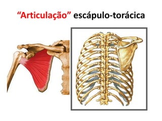 “Articulação” escápulo-torácica
 