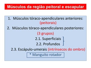 1. Músculos tóraco-apendiculares anteriores:
(peitorais)
2. Músculos tóraco-apendiculares posteriores:
(3 grupos)
2.1. Superficiais
2.2. Profundos
2.3. Escápulo-umerais (intrínsecos do ombro)
* Manguito rotador
Músculos da região peitoral e escapular
 