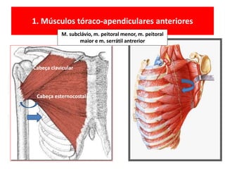1. Músculos tóraco-apendiculares anteriores
M. subclávio, m. peitoral menor, m. peitoral
maior e m. serrátil antrerior
Cabeça esternocostal
Cabeça clavicular
 