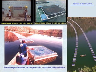 Sistema super-intensivo em tanques-rede: criação de tilápia nilótica SISTEMAS DE CULTIVO 